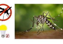 Škodljivost komarjev ter 5 načinov za odganjanje