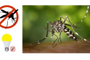 Škodljivost komarjev ter 5 načinov za odganjanje